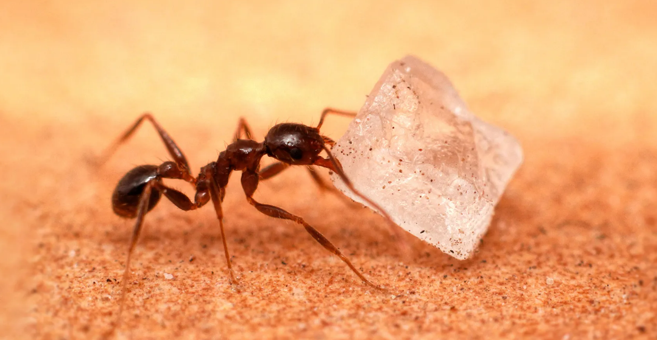 ants never sleep in their lifetime